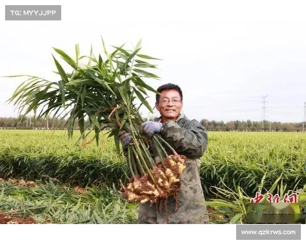 高地红石榴种植技巧与管理要点助你实现丰收秘诀 高地红石榴种植技巧与管理要点助你实现丰收秘诀